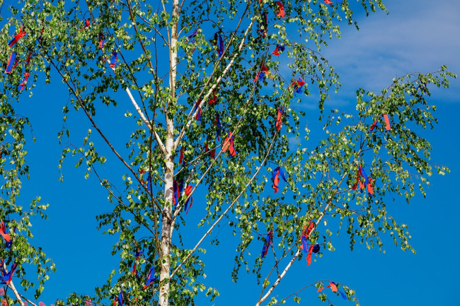 Maibaum